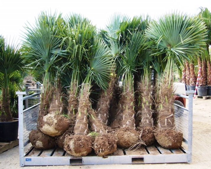 Trachycarpus fortunei palmbomen met wortelkluit